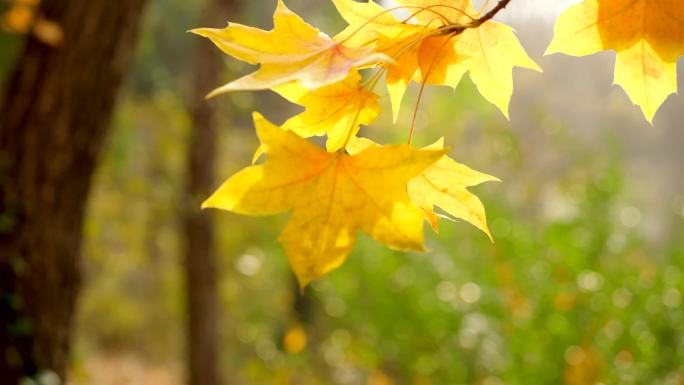 秋天黄叶拍摄
