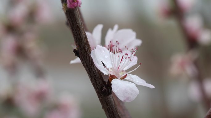 桃花枝特写花草花朵生态