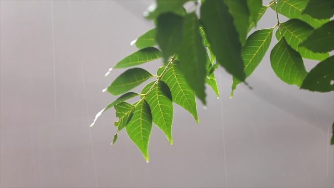 下雨雨打树叶