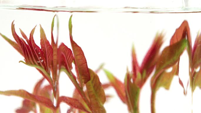 水下香椿芽特写香椿芽