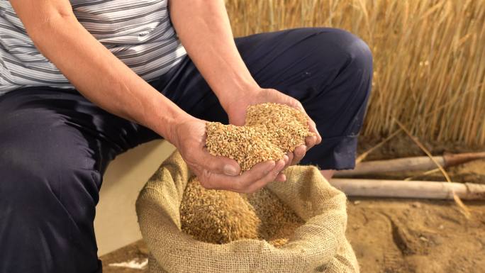 捧着稻谷的老农民丰收大麦小麦