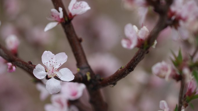 桃花枝特写粉色寒冷天开的花朵暖意盛开花开
