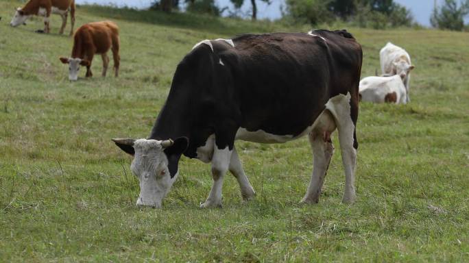 草地牛群吃草特写养殖农场放牛生态环境大自