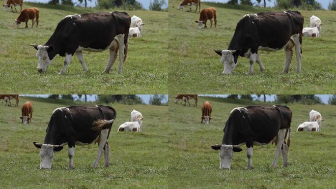 草地牛群吃草特写养殖农场放牛生态环境大自