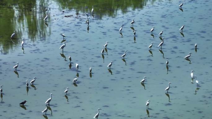 4K航拍水中觅食的大群白鹭