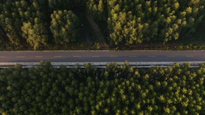 松林公路航拍林间道路