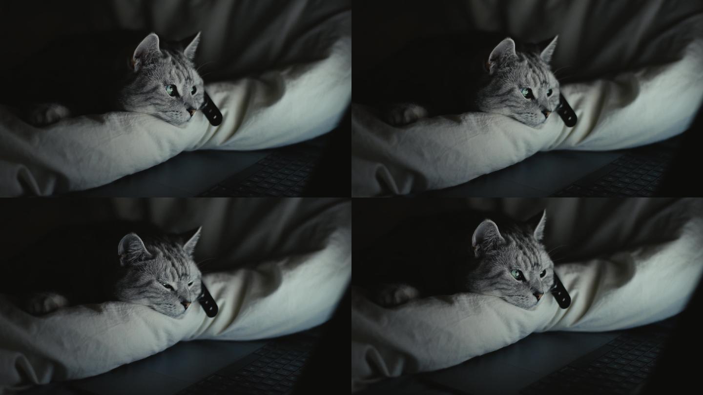 可爱小猫趴在床上看动画