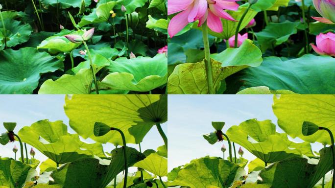 荷花视频  并蒂莲 并头莲