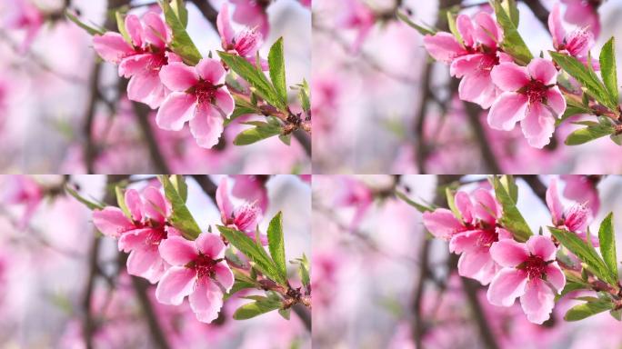 桃花特写春暖花开