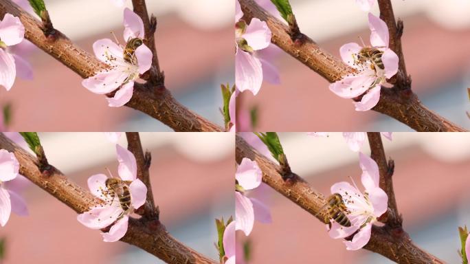 桃花蜜蜂特写春暖花开