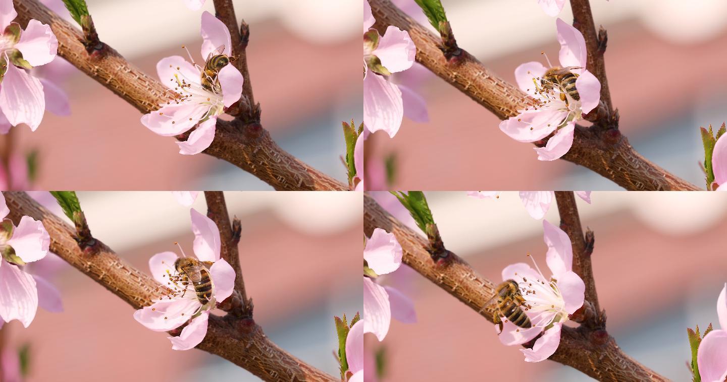 桃花蜜蜂特写春暖花开