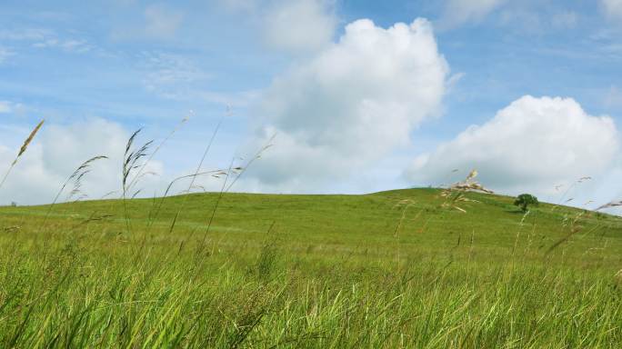 草原风景特写草原风景特写