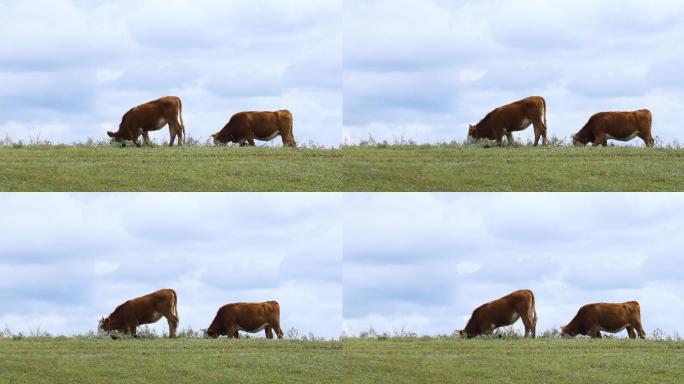 草原上牛群吃草特写