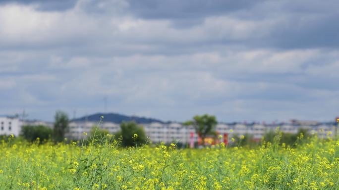 油菜花田延时摄影油菜花全景乡村振兴大气震