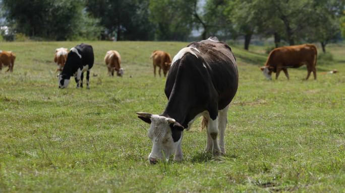 草地牛群吃草特写奶牛吃草