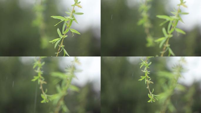 雨中的垂柳特写雨天