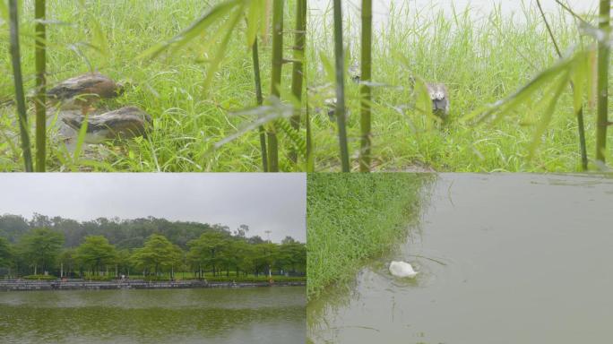 下雨比较悠闲的氛围素材，静静听雨声。