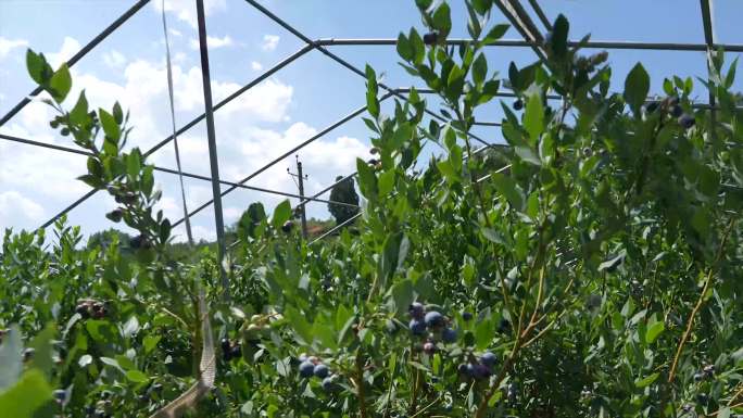 乡村振兴美丽乡村建设B