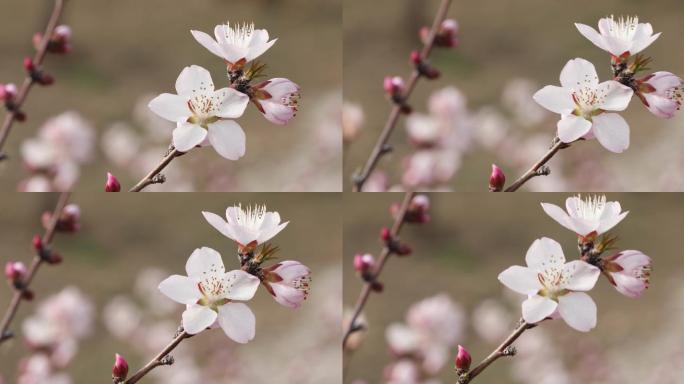 桃花枝特写动态花开生机生命