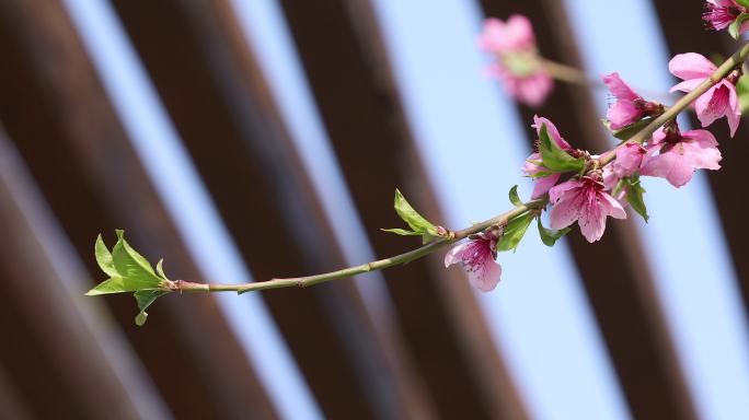 桃花特写花瓣花蕊花枝