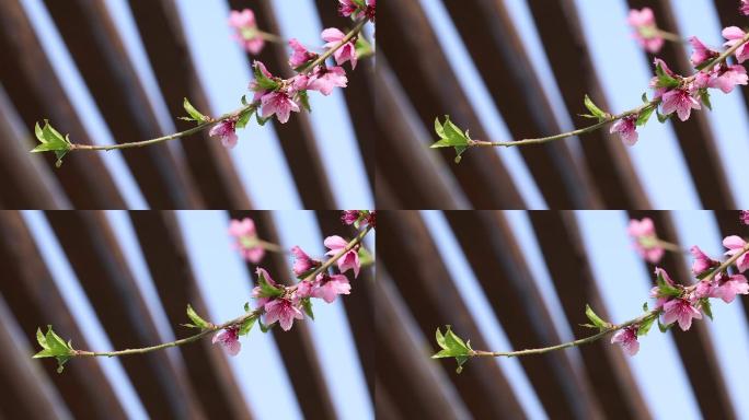 桃花特写花瓣花蕊花枝