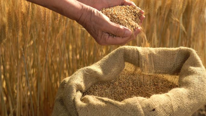 捧着稻谷的双手捧着稻谷的双手小麦丰收一袋