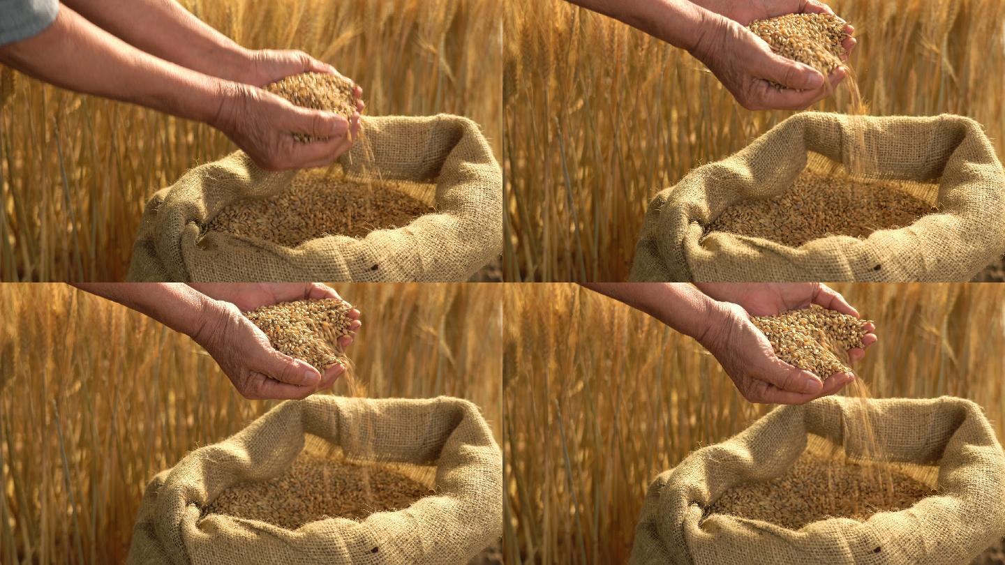 捧着稻谷的双手捧着稻谷的双手小麦丰收一袋