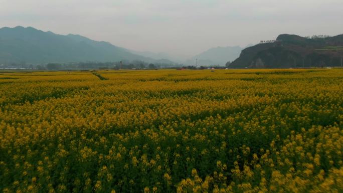 油菜花田航拍大面积蔬菜地油菜花海油菜花田