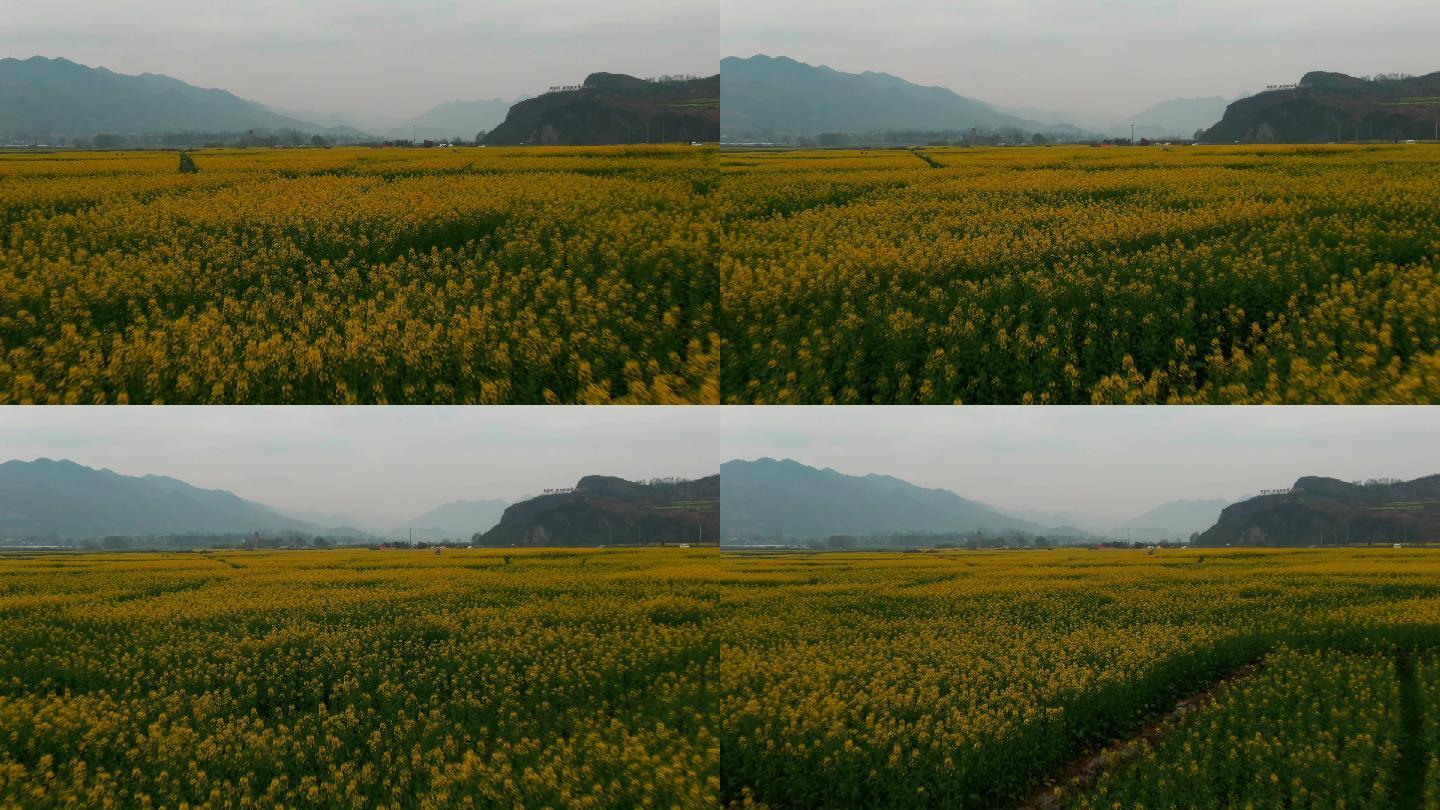 油菜花田航拍大面积蔬菜地油菜花海油菜花田