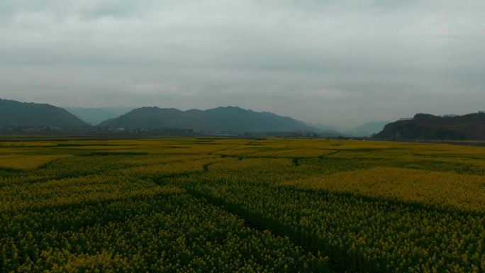 油菜花田风景航拍新农村农产品项目振兴