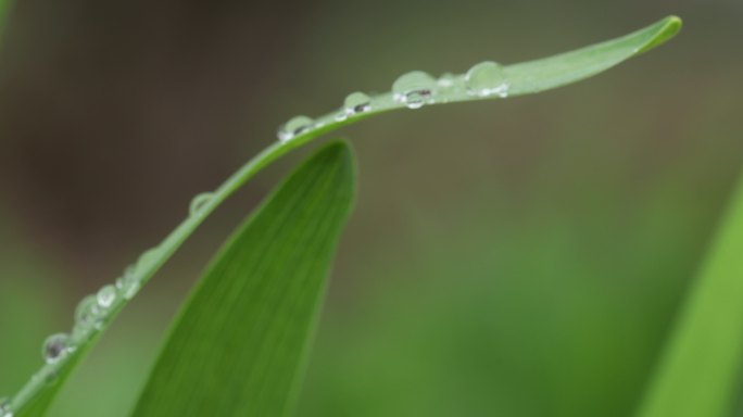 叶子上的雨滴特写叶子上的雨滴特写露水