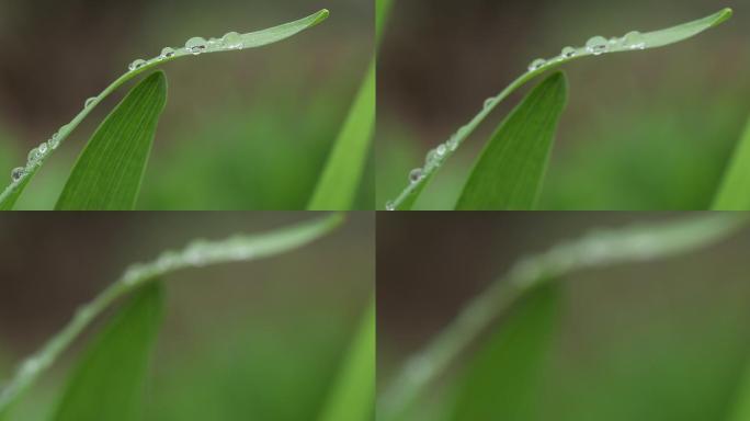 叶子上的雨滴特写叶子上的雨滴特写露水