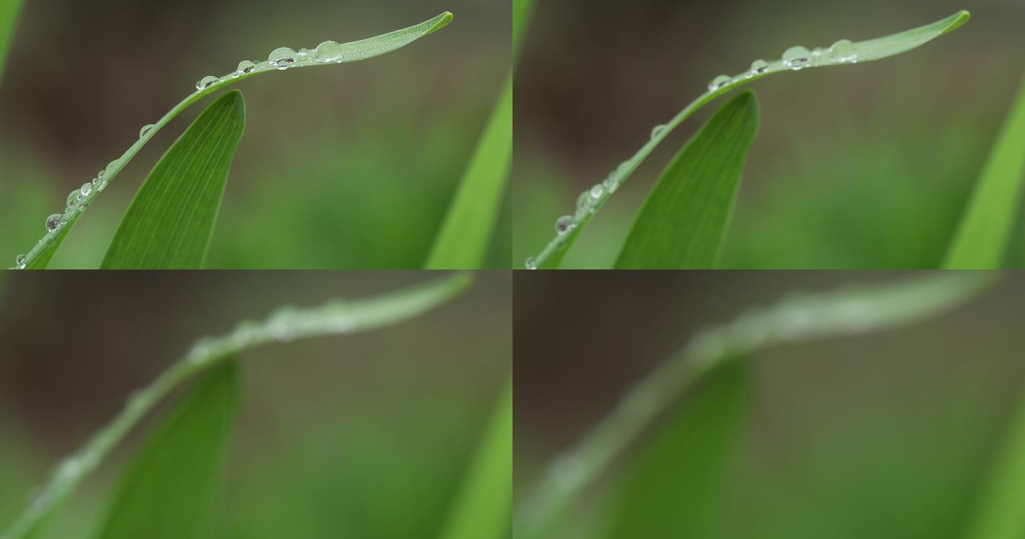 叶子上的雨滴特写叶子上的雨滴特写露水