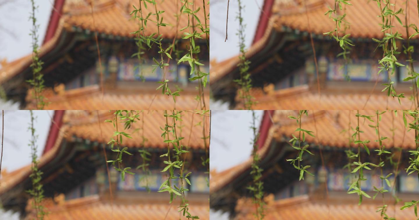故宫垂柳特写春天的故宫北京春天