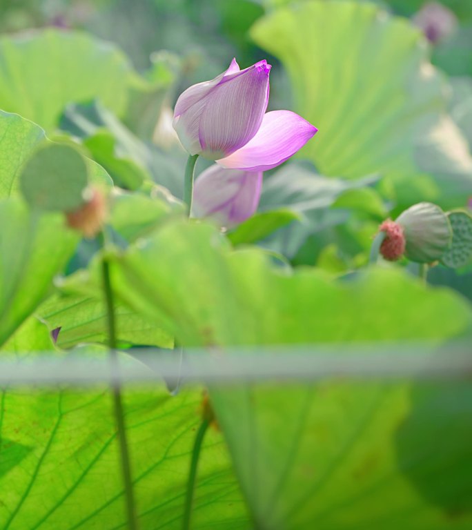 4K竖版荷花含苞待放