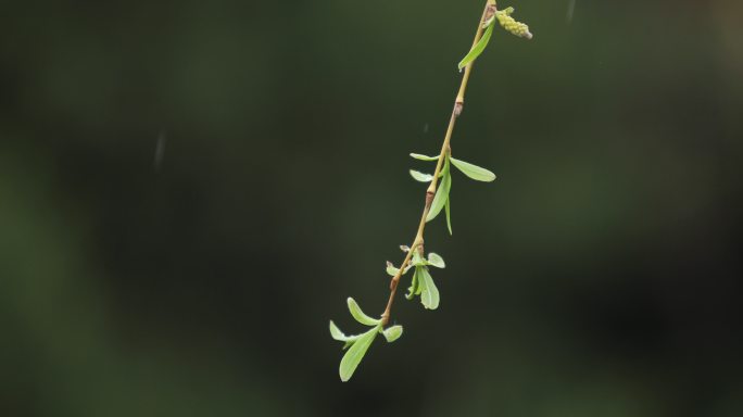 雨中的垂柳特写绿植树木幽静