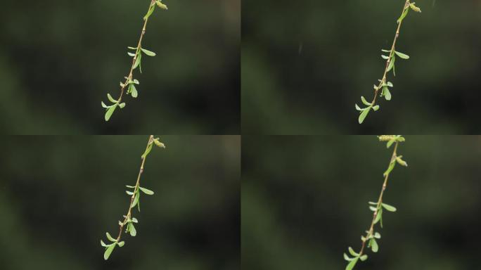 雨中的垂柳特写绿植树木幽静