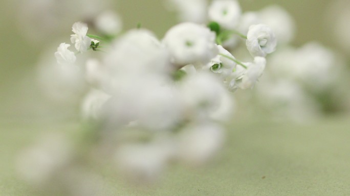 白色花朵特写花朵写意