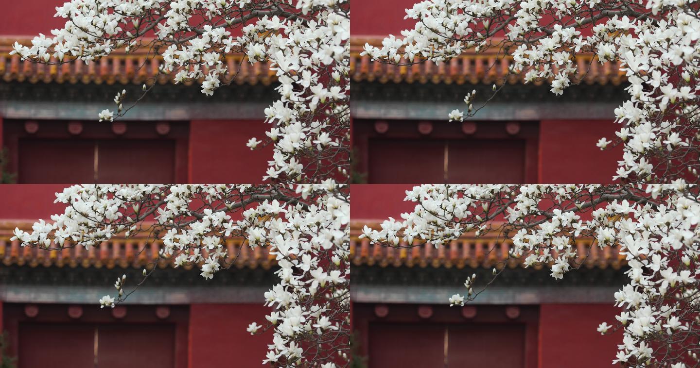 故宫玉兰花特写中国风景物花开