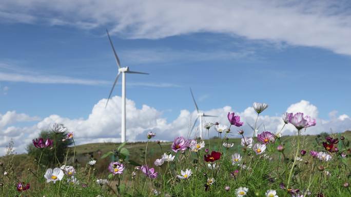 草原格桑花特写清洁能源碳达峰碳中和国家电