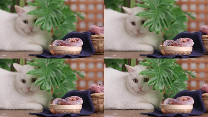 白猫与柿饼特写猫和柿饼
