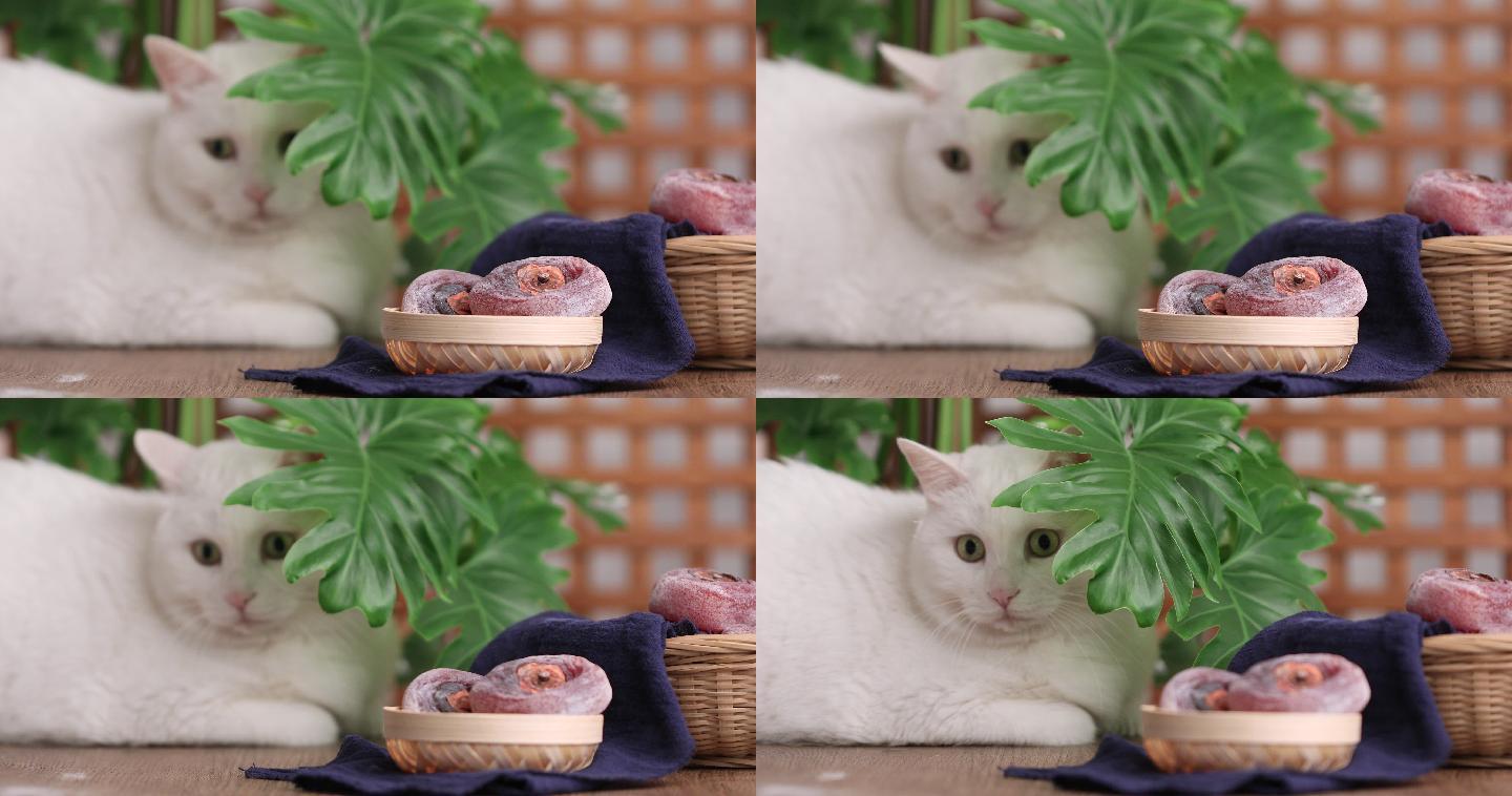 白猫与柿饼特写猫和柿饼