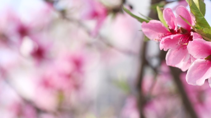 桃花特写春游踏春春天绽放生态环境盛开万物