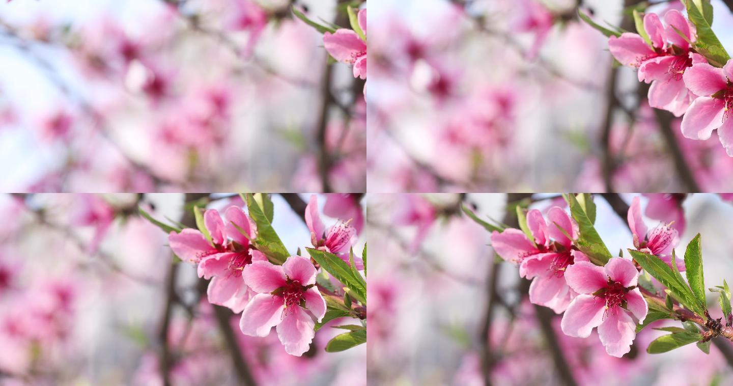 桃花特写春游踏春春天绽放生态环境盛开万物