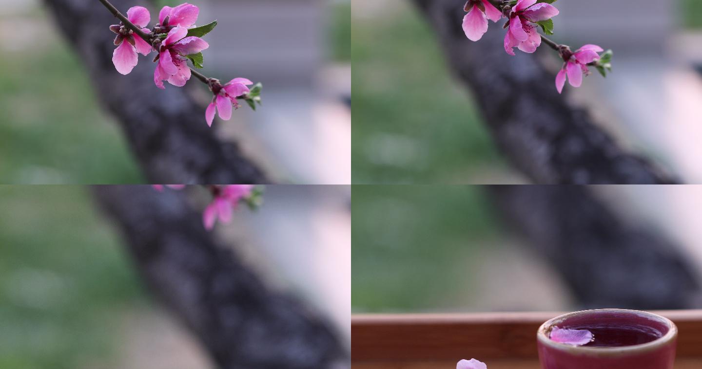 桃花酒与桃花特写一枝梅桃花青梅煮酒