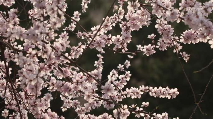 桃花枝特写粉色桃花