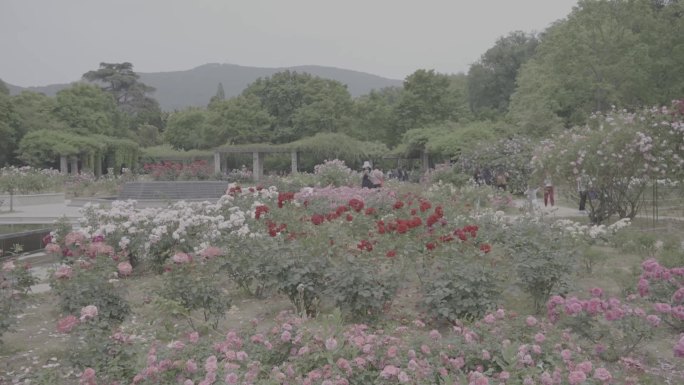 中山植物园