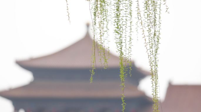 故宫垂柳特写北京旅游景点文化遗迹观光旅游