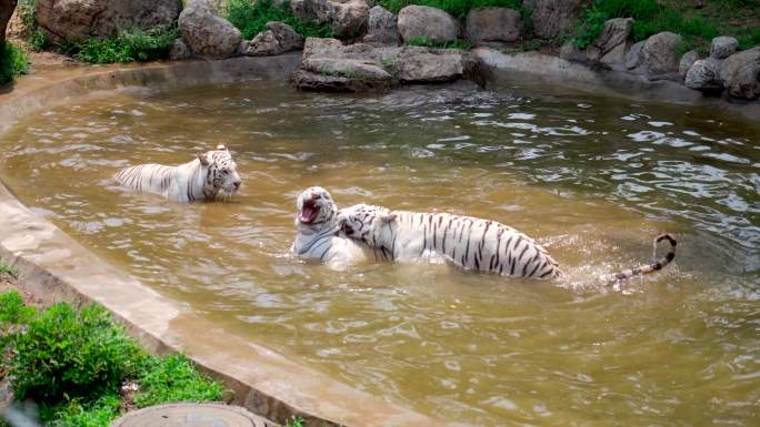 动物园老虎黑熊猴子熊猫4K素材