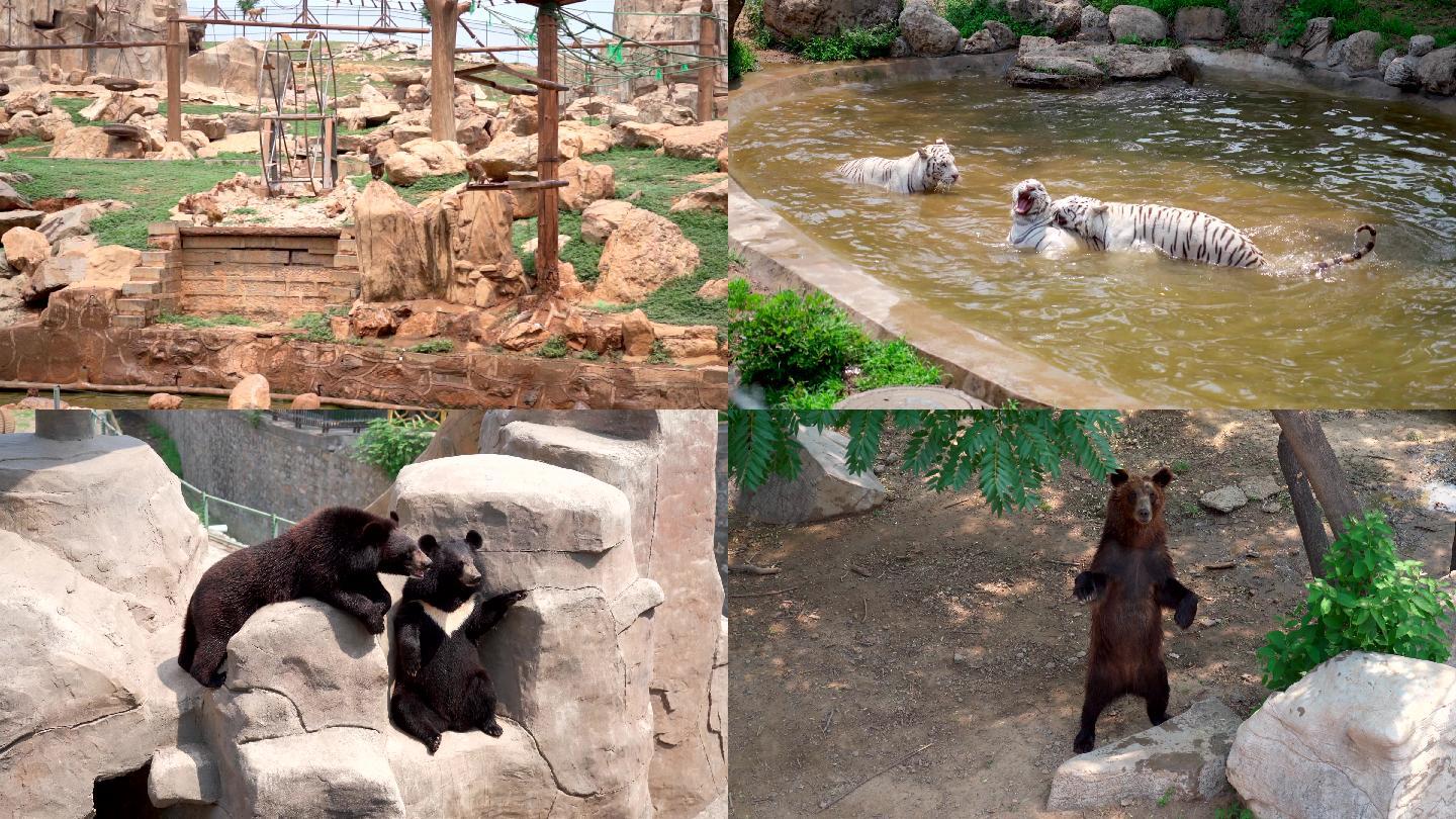 动物园老虎黑熊猴子熊猫4K素材